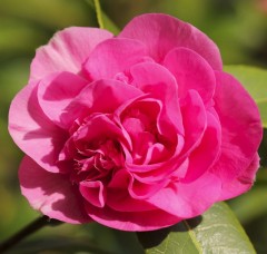 Camellia Japonica 'Rosa'